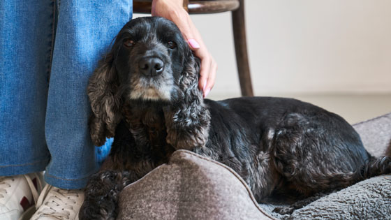 Hund wird gestreichelt