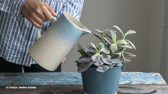 Person gießt eine Zimmerpflanze.