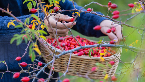 Superfood Hagebutten