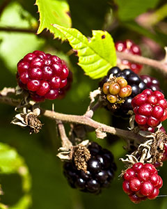 Maulbeeren