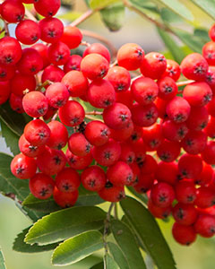 Vogelbeeren