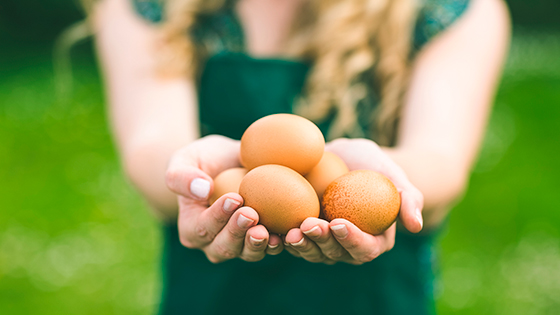 Hühnereier