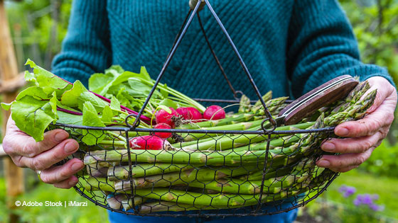 Saisongemüse Spargel und Radieschen