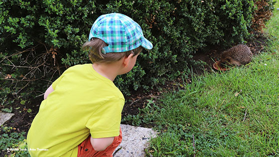 bub beobachtet igel im garten