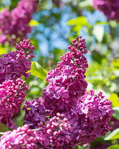 Flieder (Syringa vulgaris)