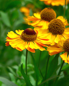 Sonnenbraut (Helenium)