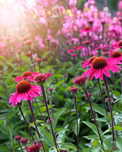 Purpur-Sonnenhut (Echinacea)