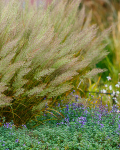 Reitgras (Calamagrostis)